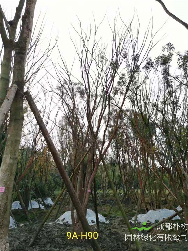 46-50公分丛生黄连木价格-趋势