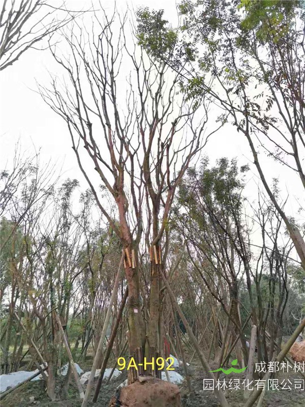 成都市丛生黄连木111-149公分价格形势
