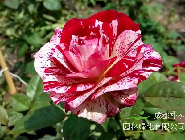 勤花的胡里奥月季是藤本植物吗？