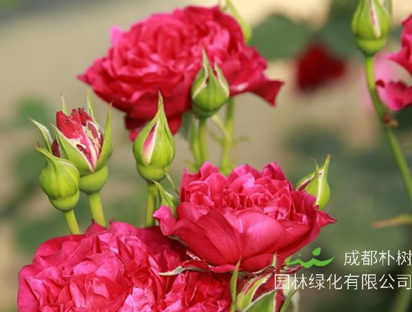 暮光之城月季花优缺点有哪些？