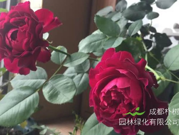 暮光之城月季是灌木植物吗？