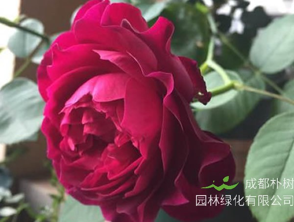 暮光之城月季一年开几次花？