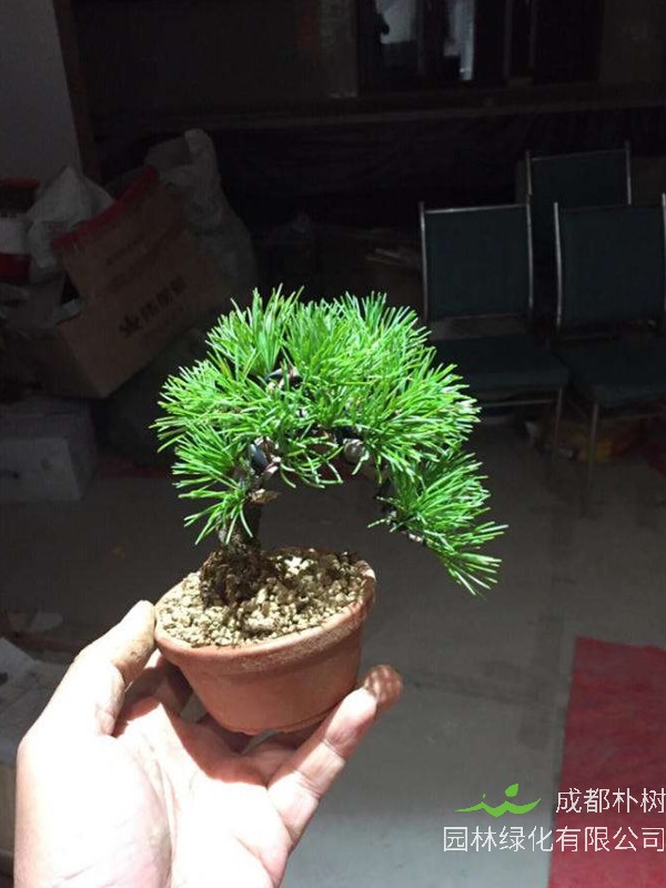 那须五针松特点有哪些？