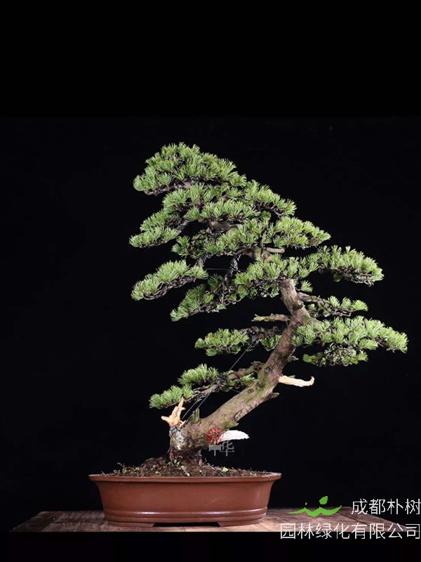 那须五针松怎么养才是最好看？