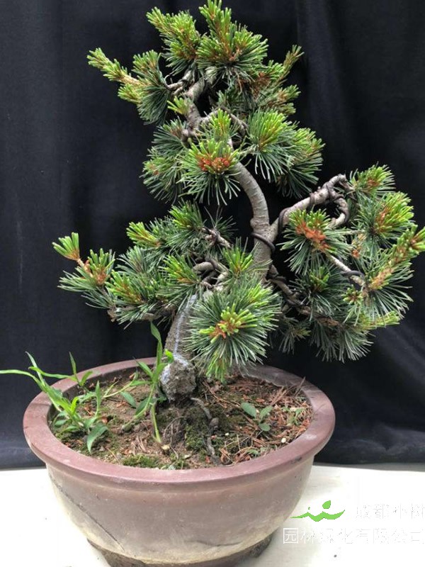 那须五针松扦插时要注意哪些问题？