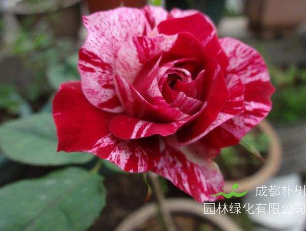 胡里奥月季养殖方法有哪些？