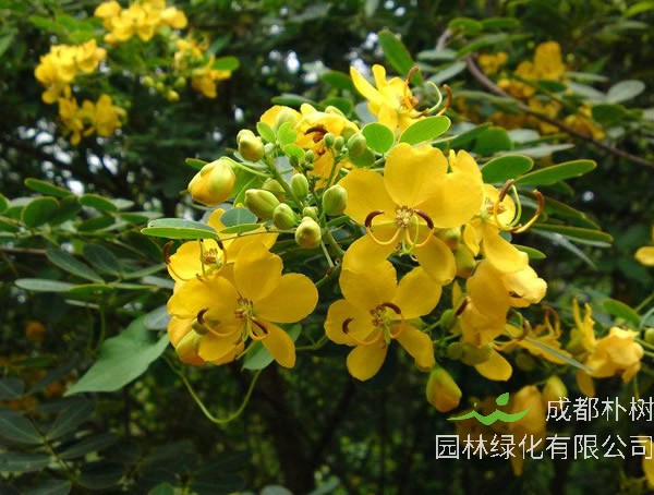 植物蛇灭门真的可以驱蛇吗？