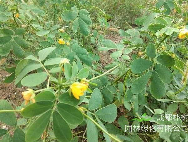 蛇灭门的种植方法有哪些？