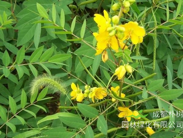 蛇灭门的功效与作用有哪些？