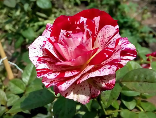 勤花的胡里奥月季是藤本植物吗？