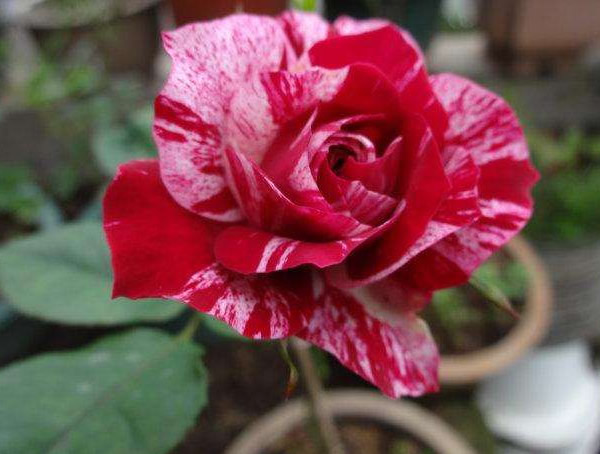 胡里奥月季养殖方法有哪些？