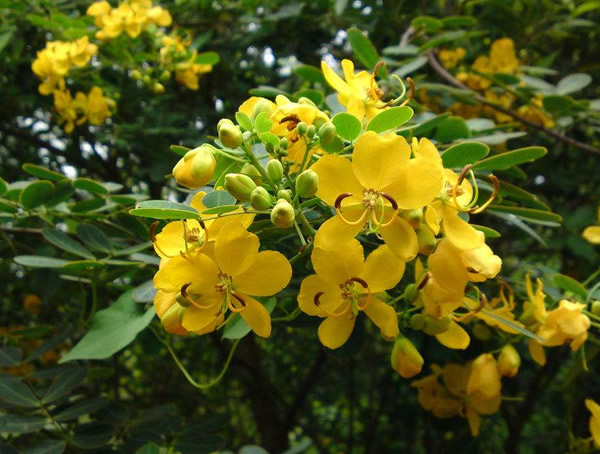 植物蛇灭门真的可以驱蛇吗？