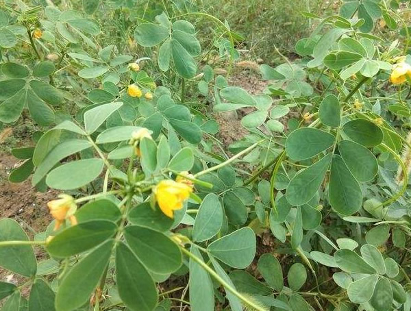 蛇灭门的种植方法有哪些？