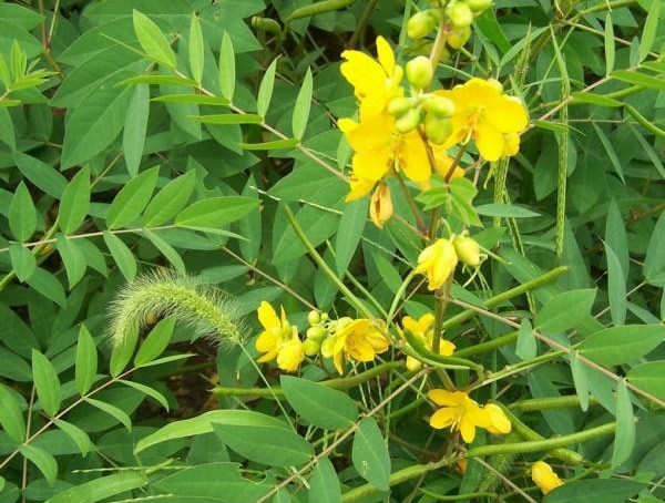 蛇灭门的功效与作用有哪些？