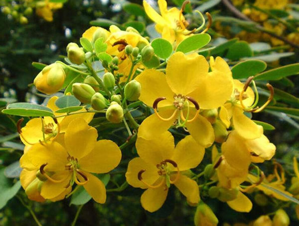 蛇灭门为什么可以驱蛇？