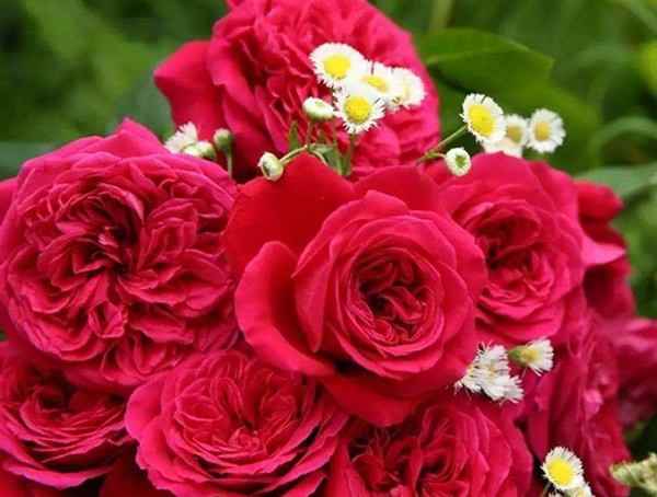 皇家胭脂月季优缺点有哪些？