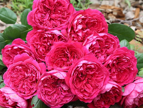 皇家胭脂月季是灌木植物吗？