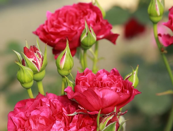 暮光之城月季花优缺点有哪些？