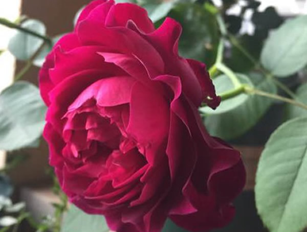 暮光之城月季一年开几次花？