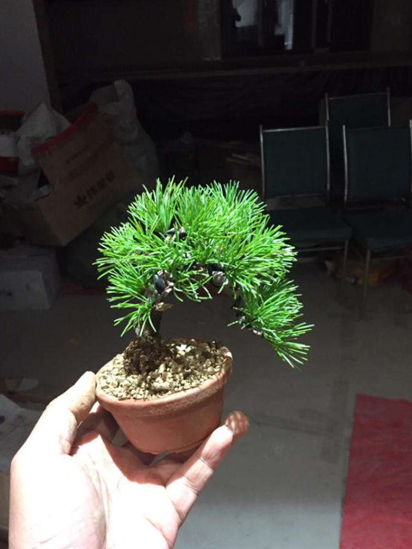 那须五针松特点有哪些？