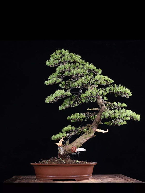 那须五针松怎么养才是最好看？