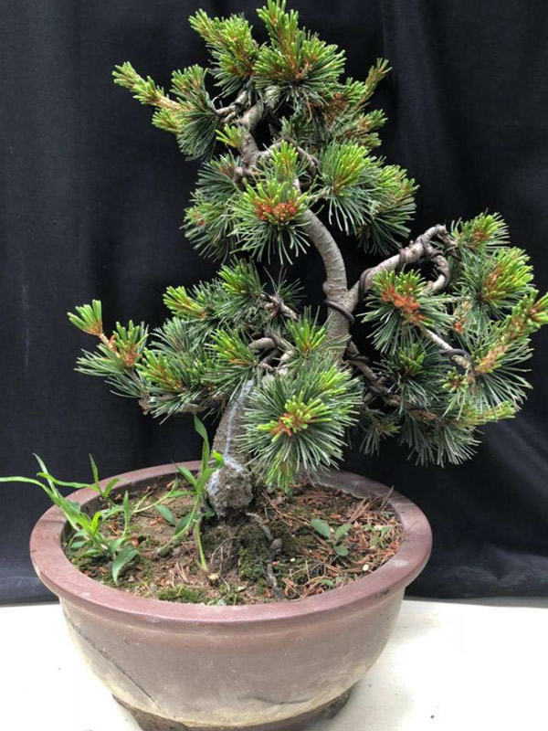 那须五针松扦插时要注意哪些问题？