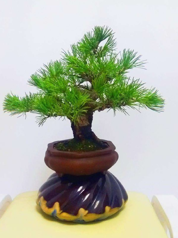 昂贵的日本那须五针松如何养粗？