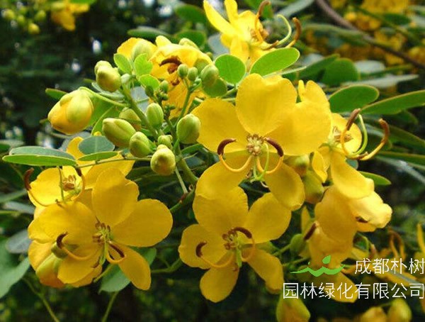 蛇灭门为什么可以驱蛇？