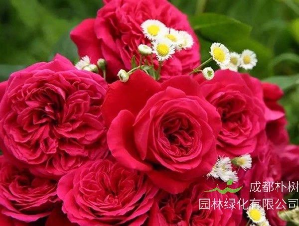 皇家胭脂月季优缺点有哪些？