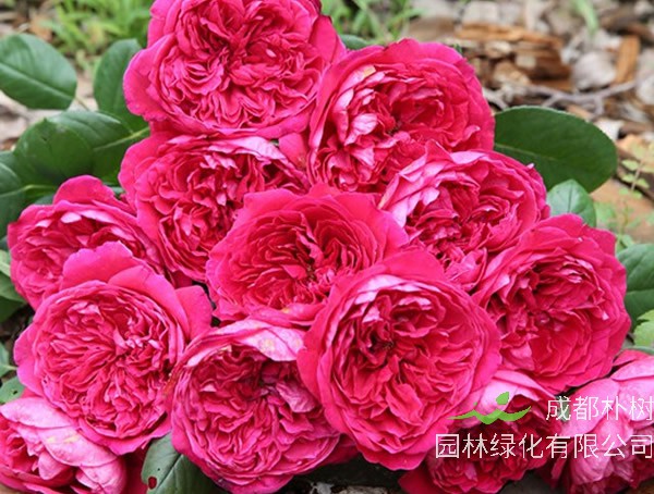 皇家胭脂月季是灌木植物吗？