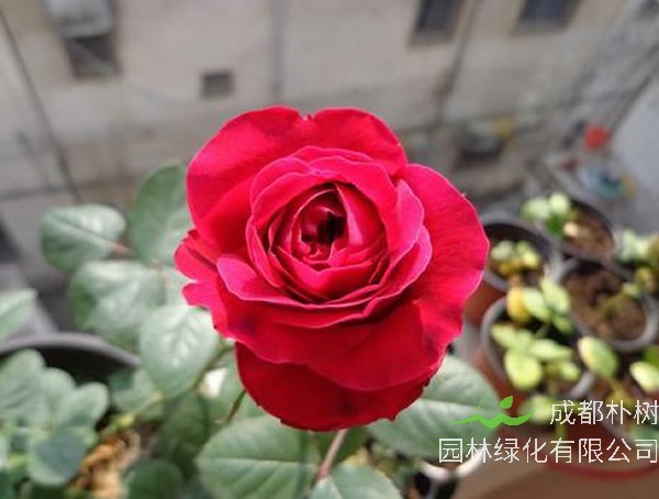 鲜红的皇家胭脂月季如何修剪？