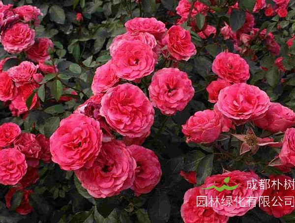 大地主月季的优缺点有哪些？