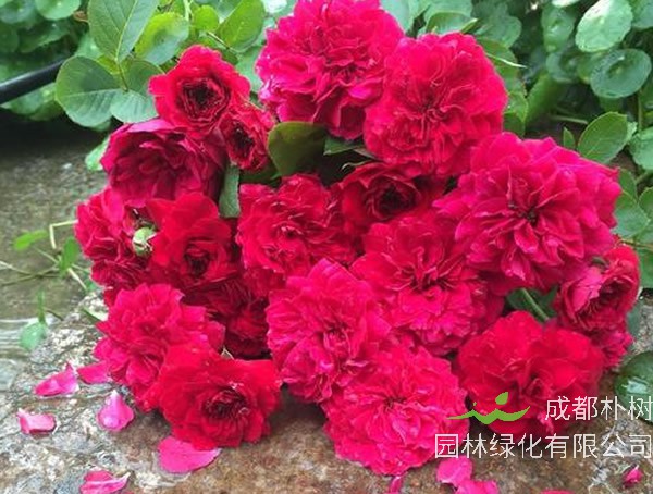 红色达芬奇月季优缺点有哪些？