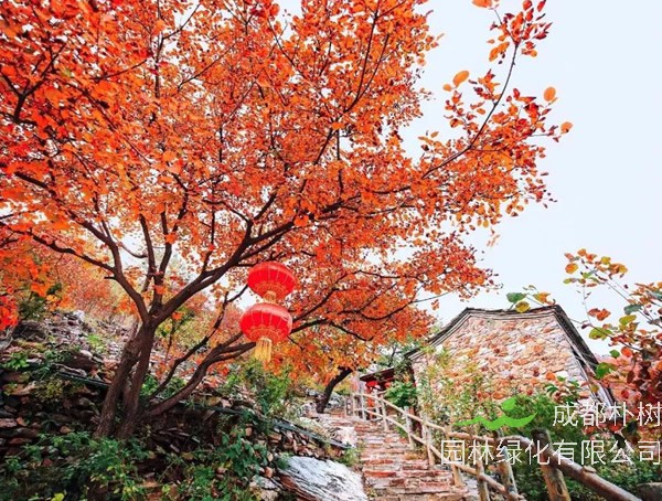 黄栌的叶子在秋天为什么会变红？