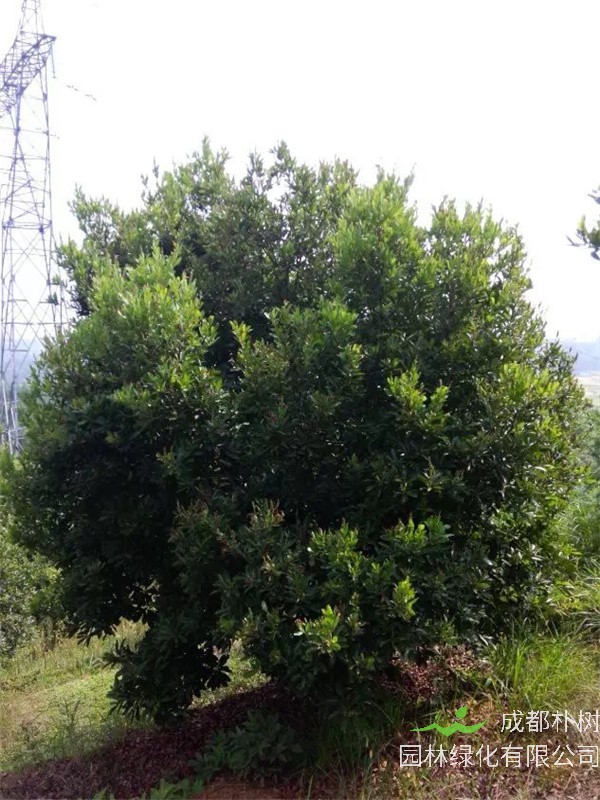 杨梅树如何修剪？如何嫁接？