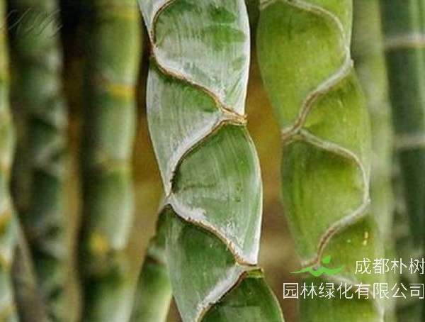 龙鳞竹的种植方法有哪些？