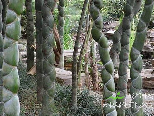 龙鳞竹有什么用？功效与作用是什么？