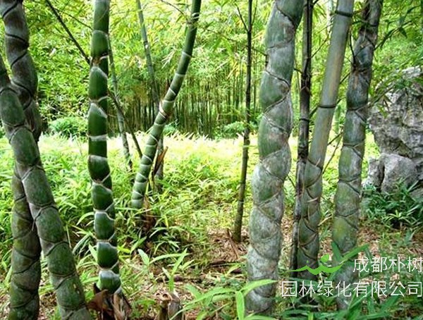 龙鳞竹怕冷吗？能够在北方种植么？