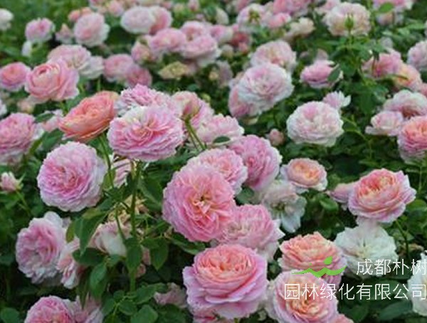 莫奈月季的优缺点有哪些？