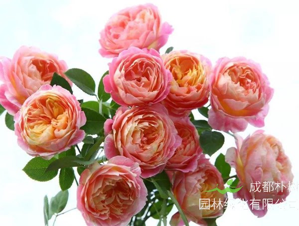 莫奈月季是藤本植物吗？