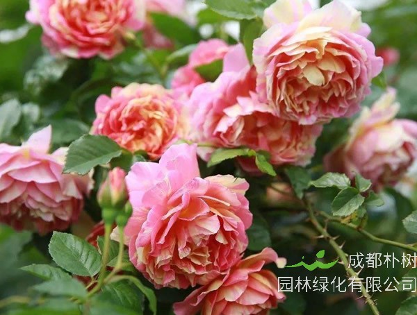 莫奈月季好养吗？怎么养植容易成活？