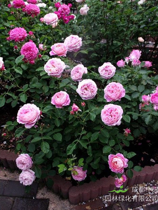 法国莫奈月季耐寒吗？