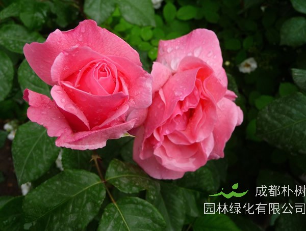 大地主月季可以在阳台种植么？