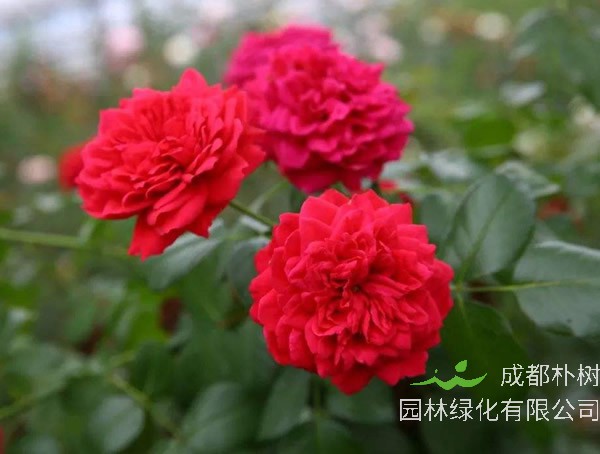 红色达芬奇月季是藤本还是灌木植物？