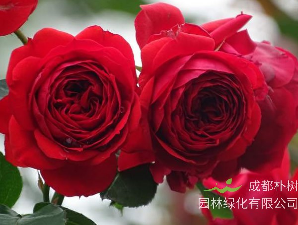 大地主月季是灌木植物吗？