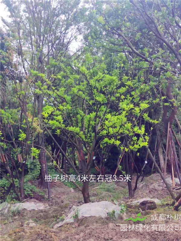 柚子树怎么种？