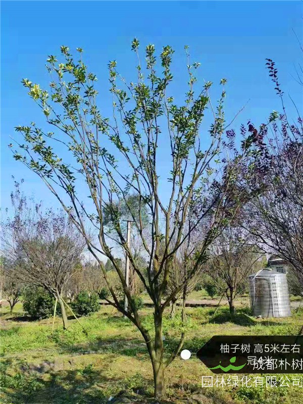 柚子树怎么种？