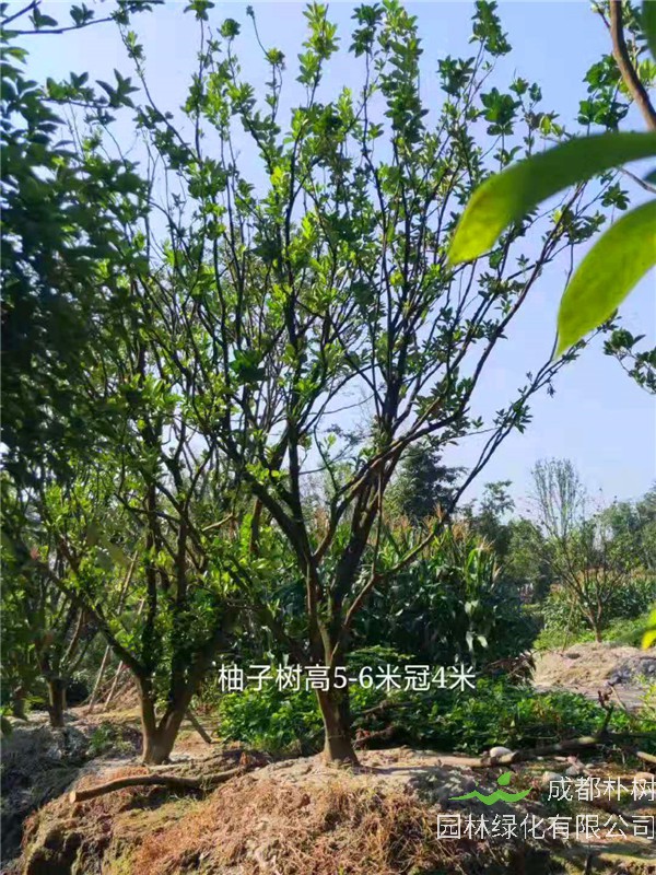 柚子树哪个地方生长？