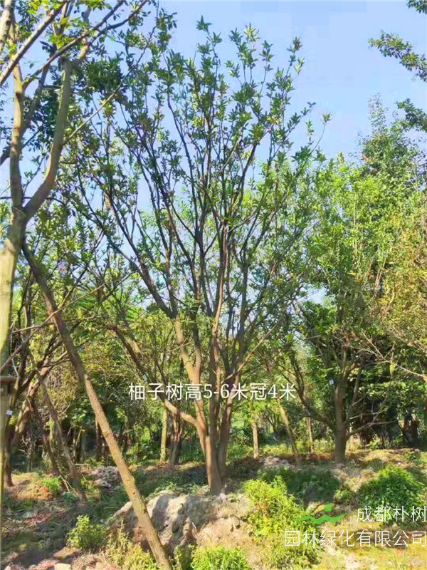 柚子树哪个地方生长？