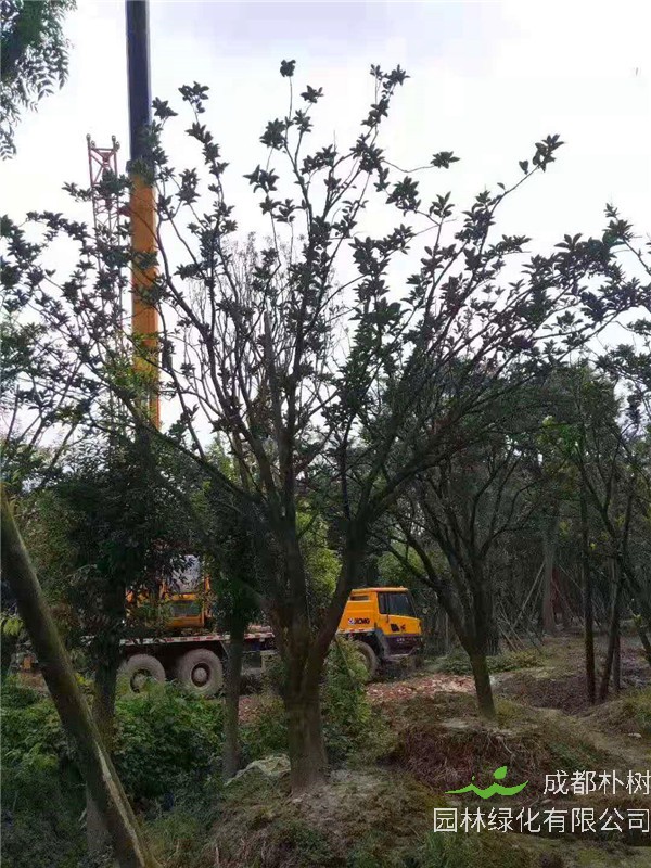 柚子树哪个地方生长？